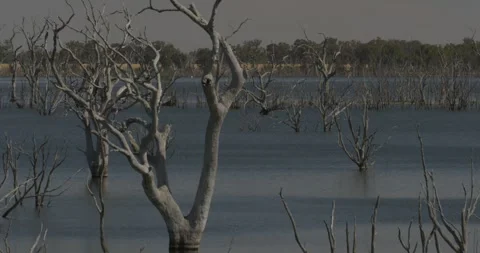 Submerged Roots Dead Tree Shallow Lake Toolondo Australia Stock Footage 331281224