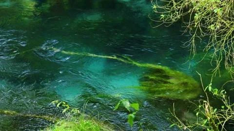 Submerged Serenity: Floating Moss Beneath the Water Video stock 250493377