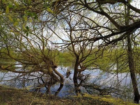 Submerged Spring Trees Reflecting in Calm River Stock Photos