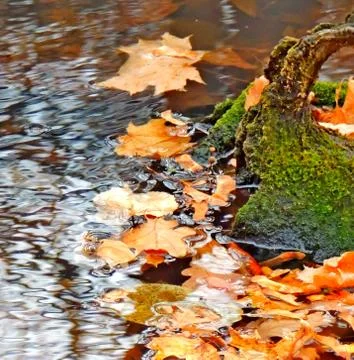 A submerged tree with a bizarre shape Stock Photos