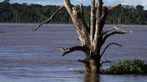 Submerged tree on the Madeira River Stock Footage 77251850
