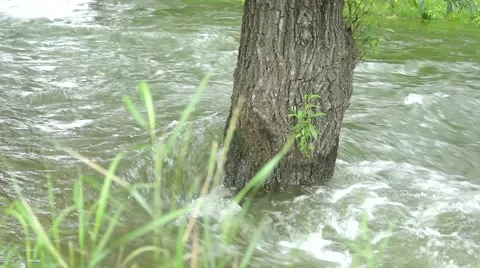 Submerged tree in the park Stock Footage 53197366