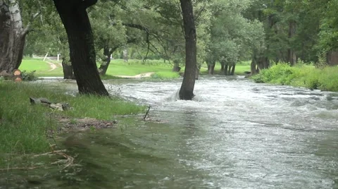 Submerged tree in the park Stock Footage 53197437