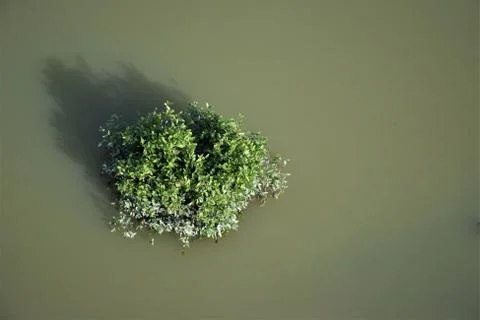 Submerged tree Stock Photos