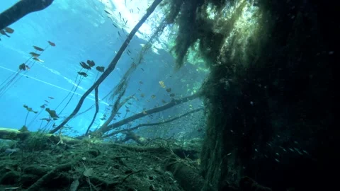 Submerged Tree Roots Along Cenote Edge Stock Footage 341359974
