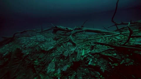 Submerged tree roots extending across cenote floor Stock Footage 341358723