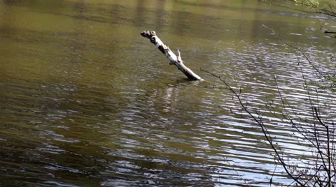Submerged tree trunk in water. Stock Footage 37248664