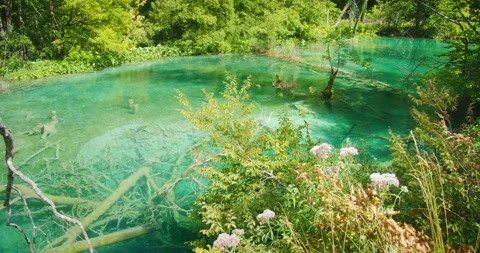 Submerged tree trunks and vivid turquoise waters in Plitvice Lakes National Park Stock Footage 311961485