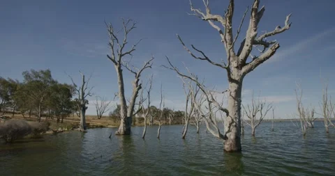 Submerged Tree Trunks, Toolondo Lake, Australia Vídeo Stock 331329499