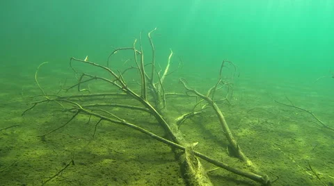 Submerged trees and gleaming sunbeams Stock Footage 44314211