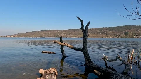 Submerged trunk by the lake Stock Footage 200213669