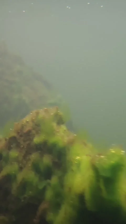 Submerged View of Moss-Covered and Frosted Tree Beneath the Water Stock Footage 301047166