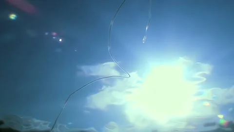 Submerged Visions Exploring Life Beneath Surface Waters of the White Sea Stock Footage 321421983