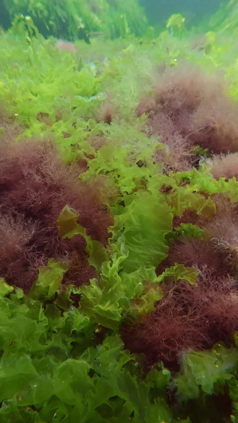 Submersed green sheet weed and fine red hairweed Polysiphonia mat with natural Stock Footage 345870483
