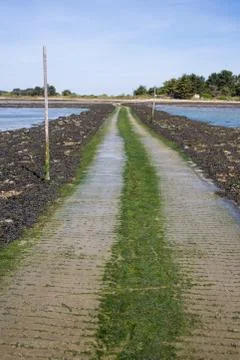 Submersible road covered with algae background Stock Photos