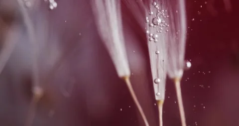 Submersive Abstract Floral Composition in Pastel Tones Stock Footage 274956486