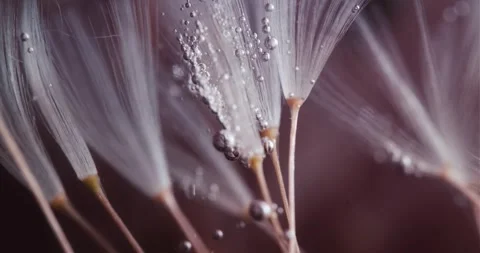 Submersive Abstract Floral Macro Composition Stock Footage 274956494