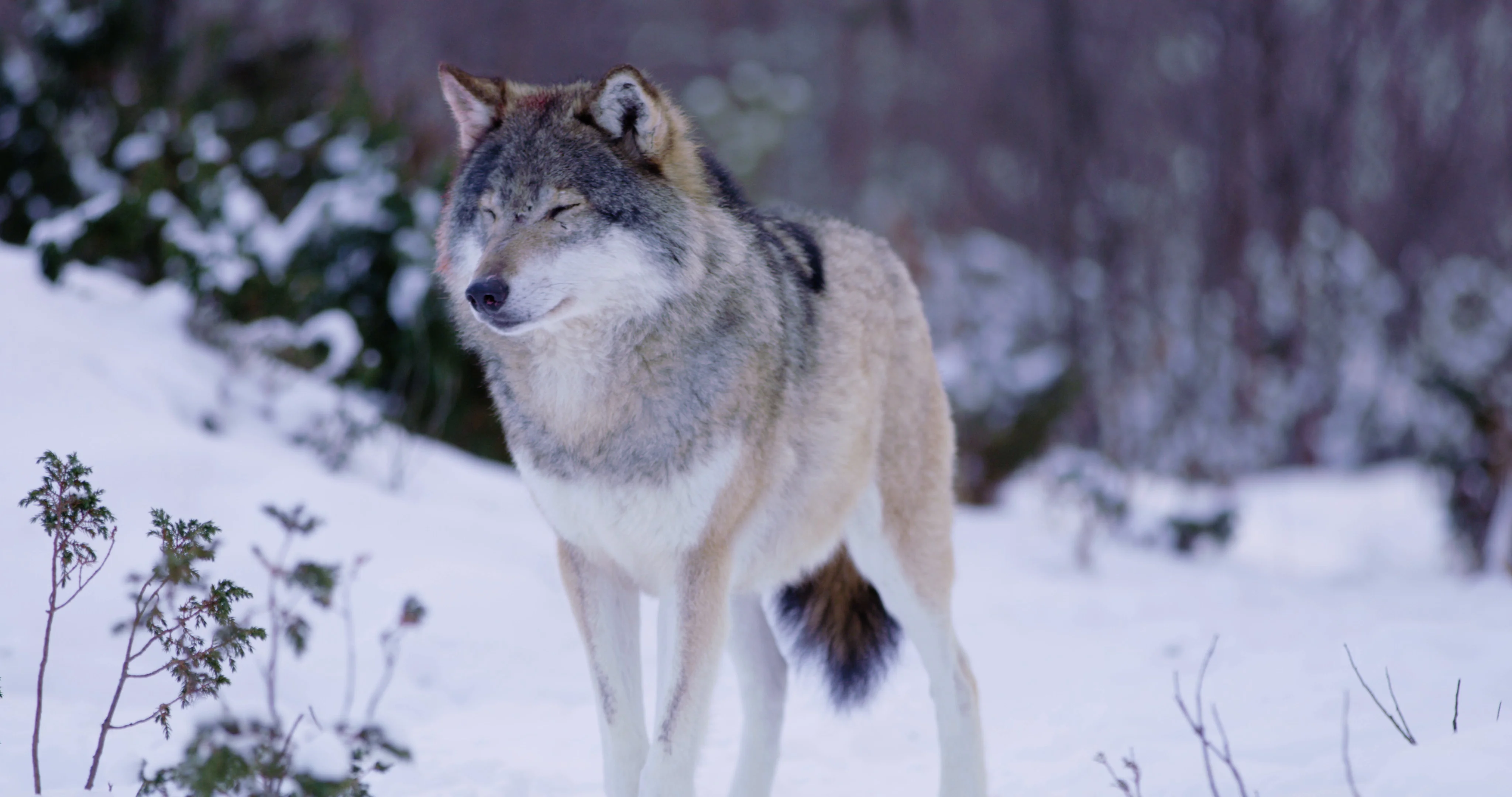 Submissive wolf and alpha male in winter landscape