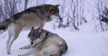 Submissive wolf in pack a cold winter night in the forest Stock Footage 86129248