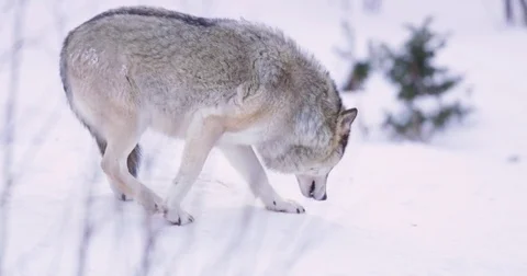 Submissive wolf in pack walking in winter forest Stock Footage 72320757