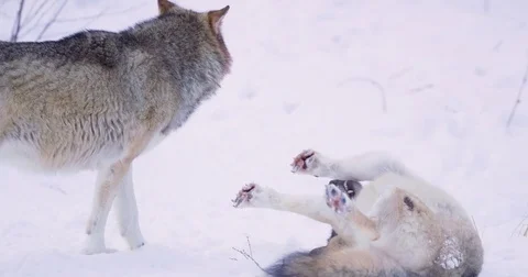 Submissive wolf playing with pack leader Stock Footage 72320633