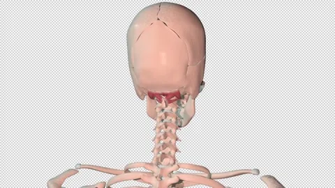 Suboccipital Muscles Full Rotation Loop Stock-Footage 241688805
