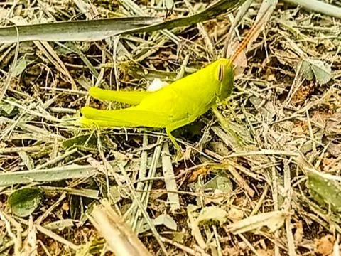 Suborder caelifera in grass Stock Photos