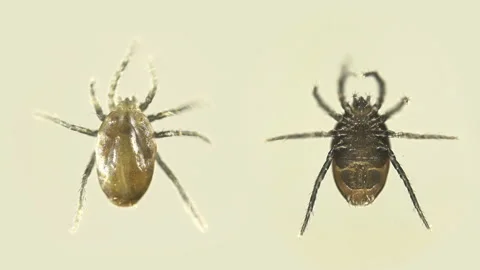 Suborder Prostigmata Acari (mite) under a microscope. Perm Territory. Found on a Stock Footage 146167498