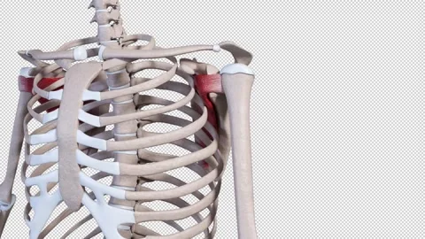 Subscapularis  Muscle Movement 스톡 동영상 318010236