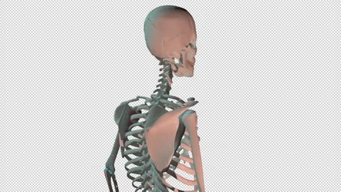 Subscapularis  Muscles Full Roration Loop 動画素材 171803768