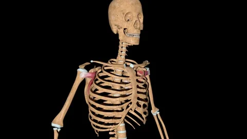 Subscapularis Muscles on Skeleton Stock Footage 128491862