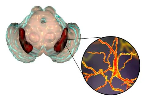 Substantia nigra of the midbrain Stock Illustration