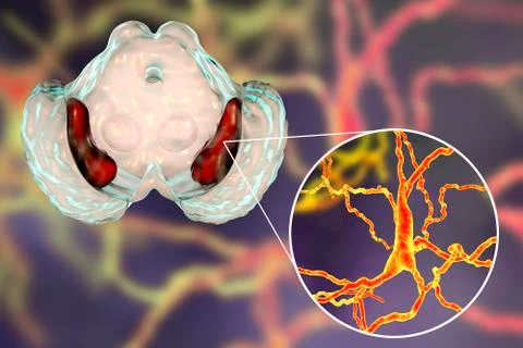 Substantia nigra of the midbrain Stock Illustration