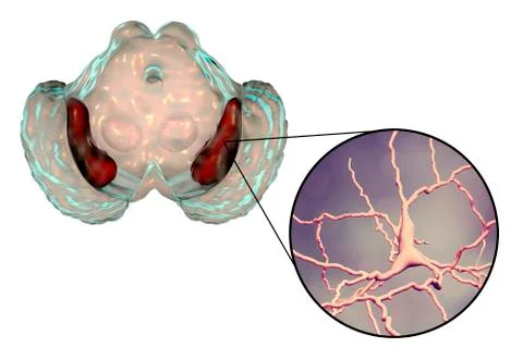 Substantia nigra of the midbrain Stock Illustration