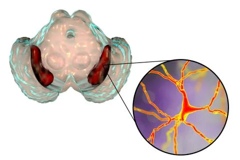 Substantia nigra of the midbrain Stock Illustration