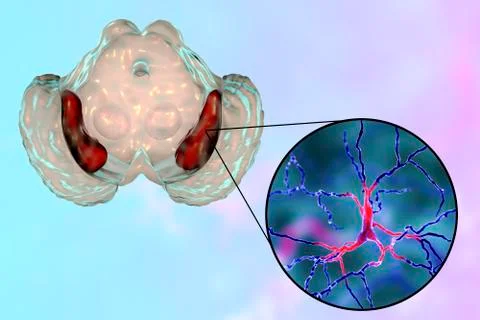Substantia nigra of the midbrain Stock Illustration