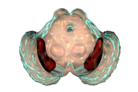 Substantia nigra of the midbrain Stock Illustration