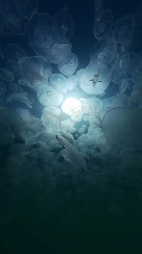 Substantial quantity of jellies drift caught by sea current against blue sky, 库存影片 338132406