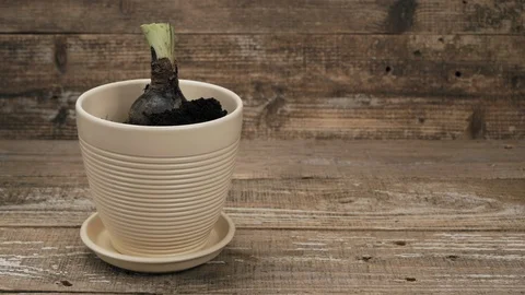 The substrate is added to the flowerpot with the plant. Stock Footage 115989192