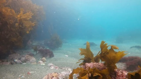 Subtidal zone with kelp of temprate pacific ocean in New Zealand Stock Footage 95389672
