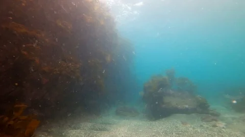 Subtidal zone with kelp of temprate pacific ocean in New Zealand Stock Footage 95390156