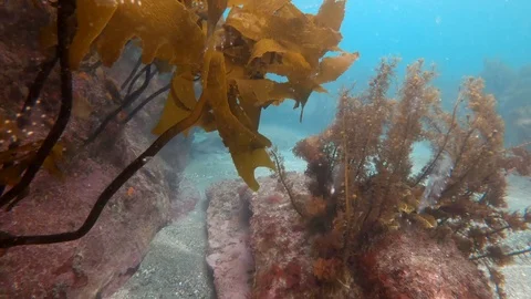 Subtidal zone with kelp of temprate pacific ocean in New Zealand Stock Footage 95390656