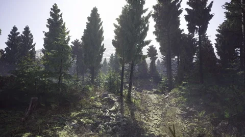 Subtle beams of sunlight scatter across mossy ground and leafy surroundings Stock-Footage 340345392