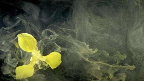 Subtle blooms swirl underwater with muted colors and tranquil movement Stock Footage 334334944