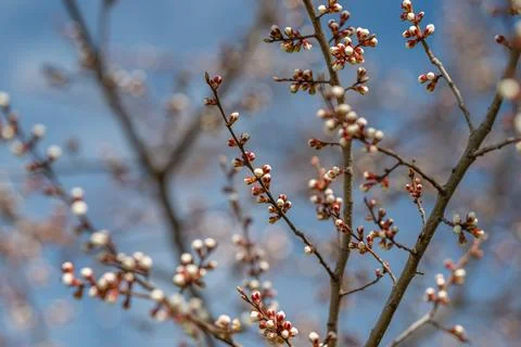 Subtle contrast and linear rhythm in bluetoned scenery. Intertwined branches  Stock Photos