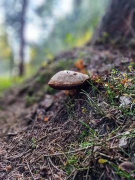 Subtle Forest cute brown mushroom Stock Photos