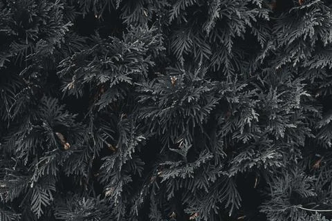 Subtle grey thuja needles background texture Foto stock