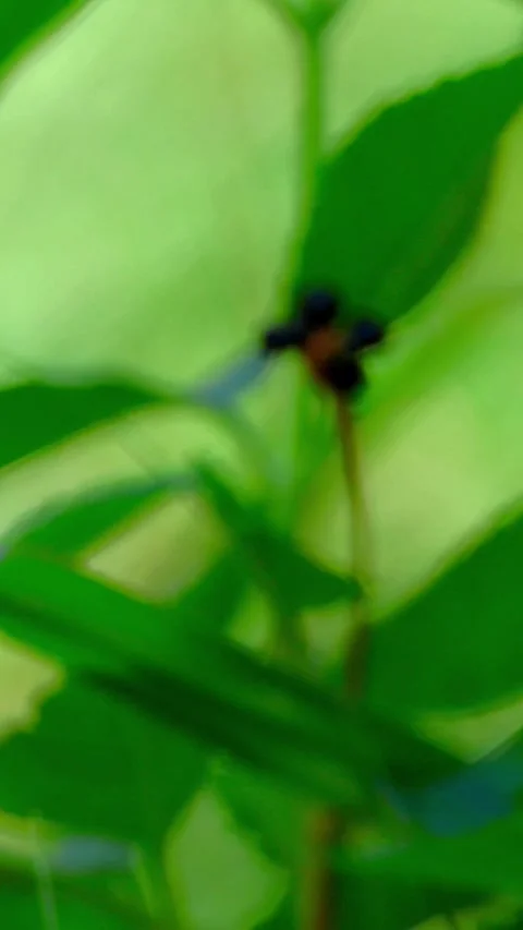 Subtle Lantana Berries and Leaves in Green Copy Space Background Video,Vertical 库存影片 344417837