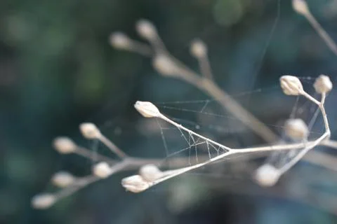 The subtle light of the spider net in Tuscany Italy Foto stock