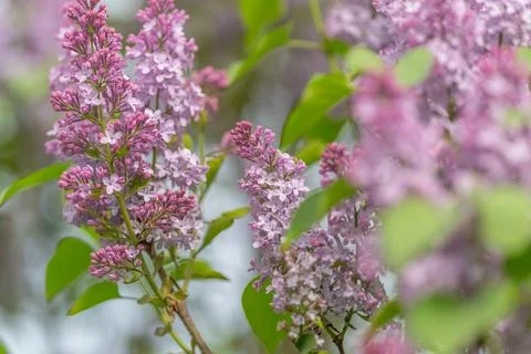 Subtle lilac surface perfect for decorative and branding purposes. Smooth s.. Stock Photos